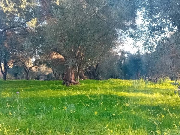 terreno agricolo in vendita a Campo Calabro in zona Matiniti