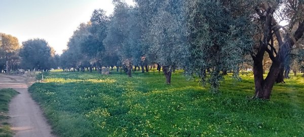 terreno agricolo in vendita a Campo Calabro in zona Matiniti