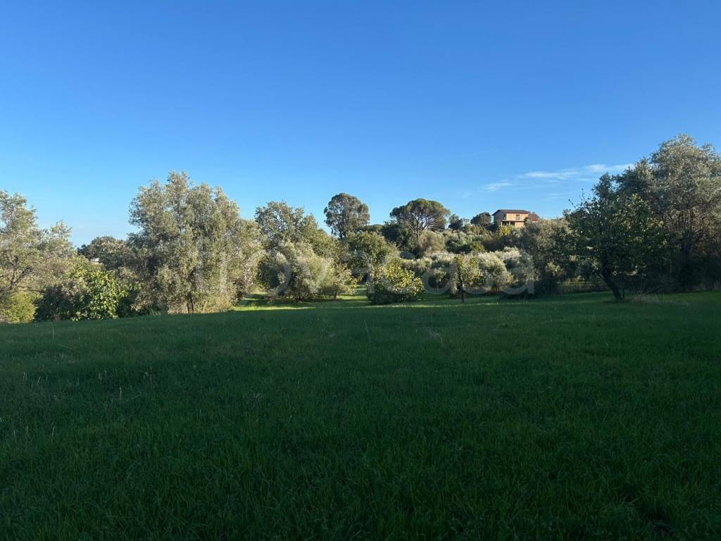 terreno agricolo in vendita a Caraffa del Bianco