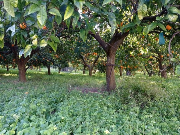 terreno agricolo in vendita a Caulonia