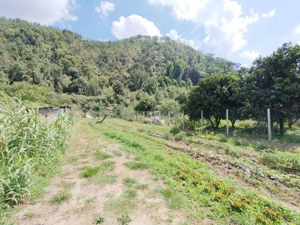 terreno agricolo in vendita a Cittanova