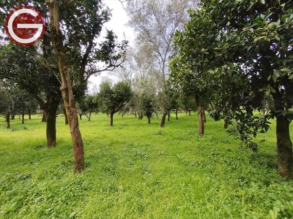terreno agricolo in vendita a Cittanova