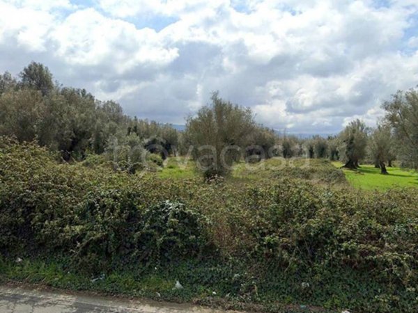 terreno agricolo in vendita a Cittanova