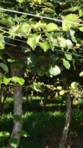 terreno agricolo in vendita a Cittanova