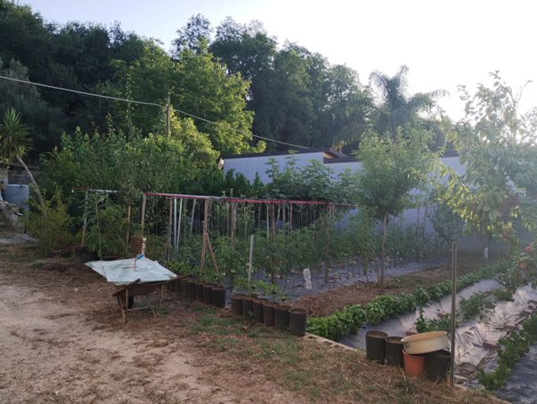 casa indipendente in vendita a Cittanova