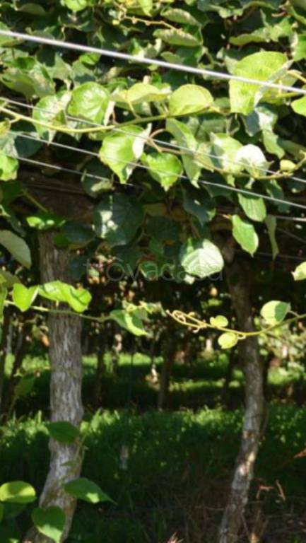 terreno agricolo in vendita a Cittanova