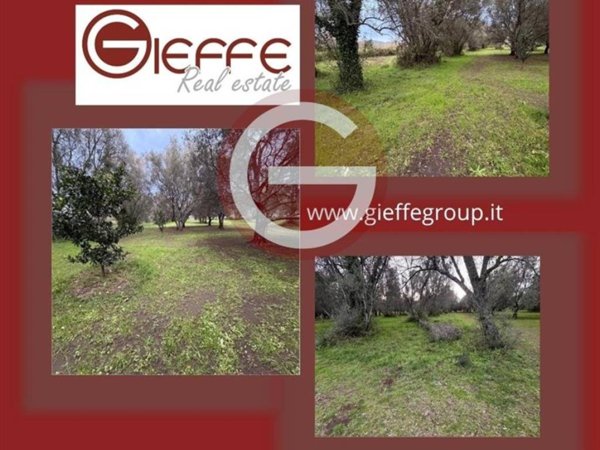 terreno agricolo in vendita a Cittanova