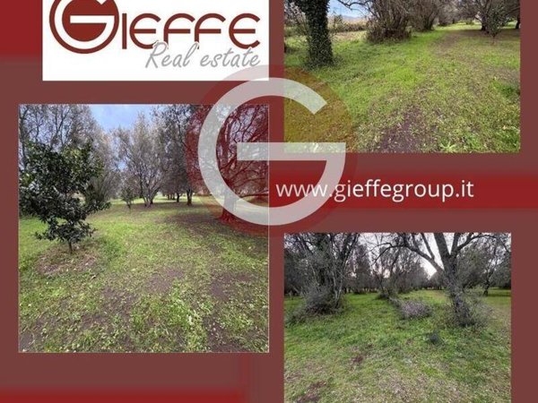 terreno agricolo in vendita a Cittanova