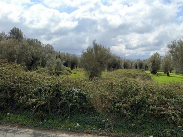 terreno in vendita a Cittanova