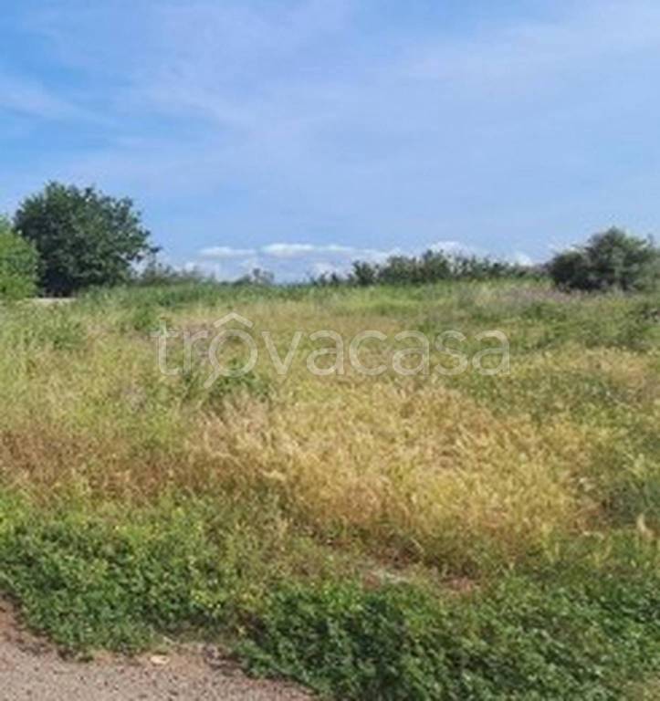 terreno edificabile in vendita a Feroleto della Chiesa in zona Plaesano