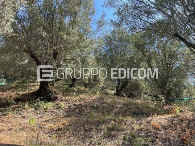 terreno agricolo in vendita a Galatro