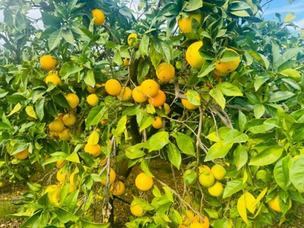 terreno agricolo in vendita a Marina di Gioiosa Ionica