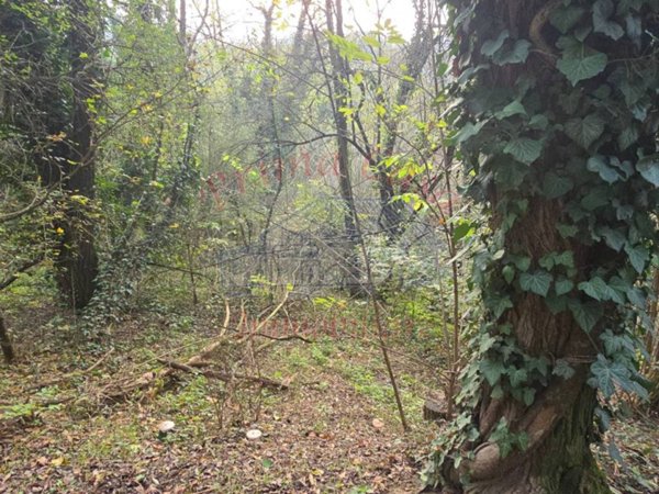 terreno agricolo in vendita ad Antignano