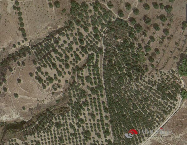 azienda agricola in vendita a Melito di Porto Salvo in zona Pentidattilo