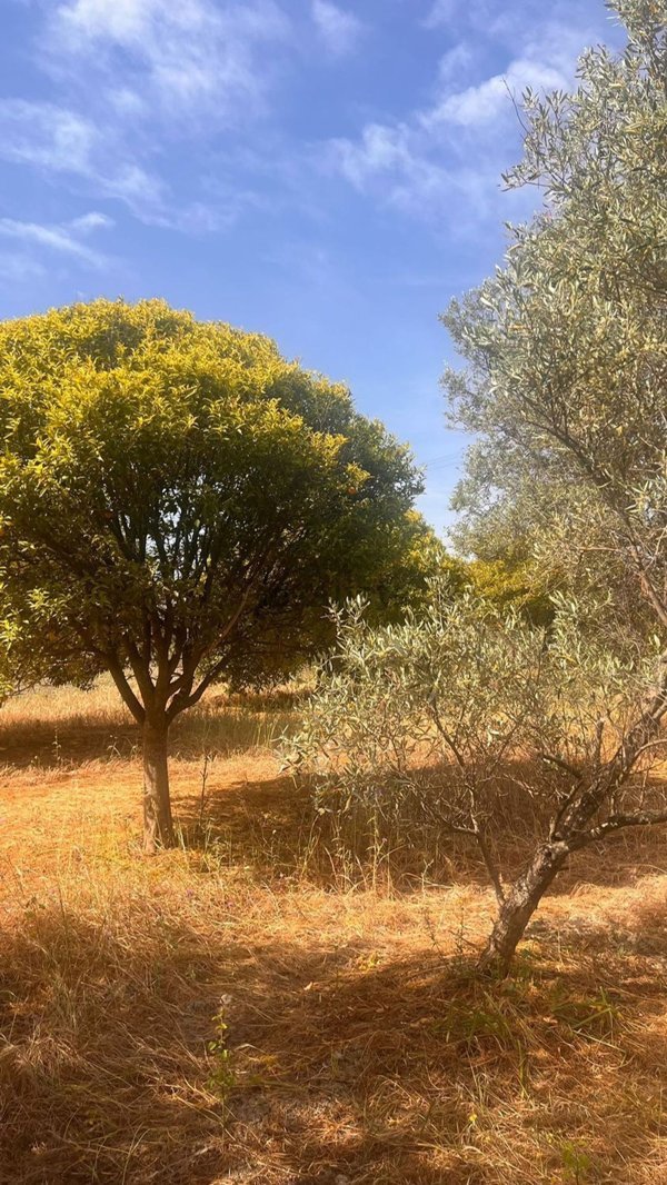 terreno agricolo in vendita a Monasterace