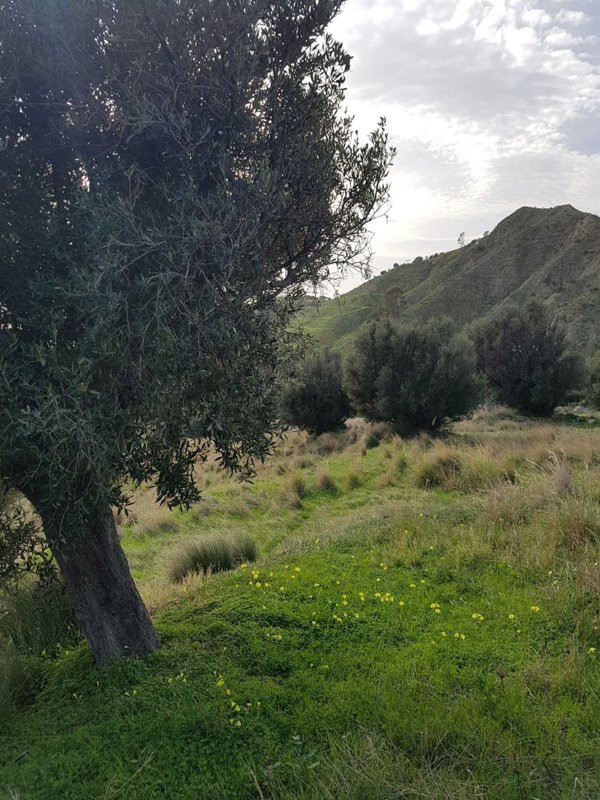 terreno agricolo in vendita a Montebello Jonico in zona Saline