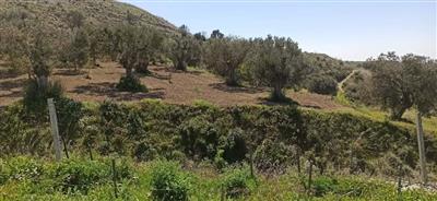 terreno agricolo in vendita a Motta San Giovanni