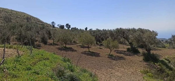 terreno agricolo in vendita a Motta San Giovanni