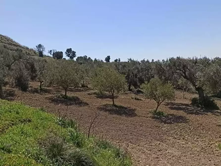 terreno agricolo in vendita a Motta San Giovanni