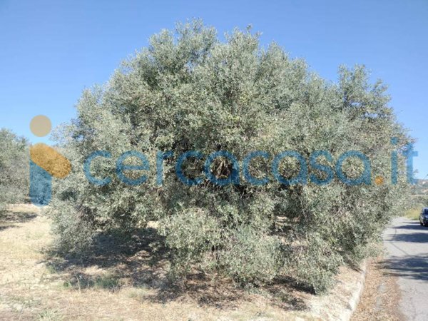 terreno agricolo in vendita a Placanica in zona Colavono