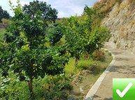 terreno agricolo in vendita a Reggio di Calabria in zona Vito