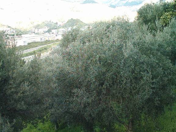 terreno agricolo in vendita a Reggio di Calabria in zona San Sperato