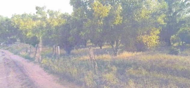 terreno agricolo in vendita a Rizziconi