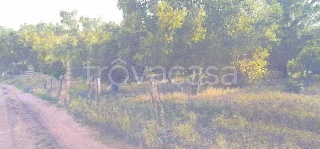 terreno agricolo in vendita a Rizziconi