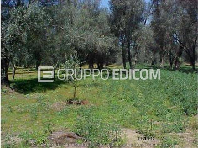 terreno agricolo in vendita a Rizziconi