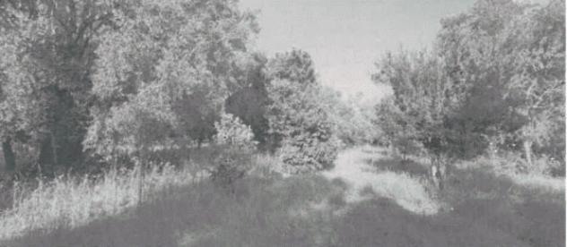 terreno agricolo in vendita a Rizziconi