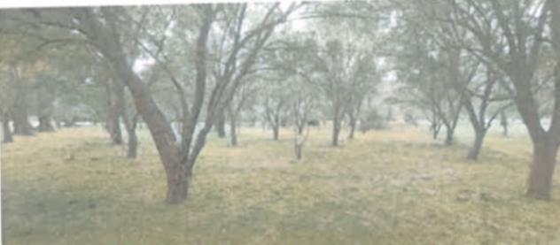 terreno agricolo in vendita a Rizziconi