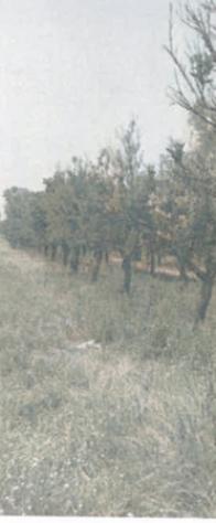 terreno agricolo in vendita a Rizziconi