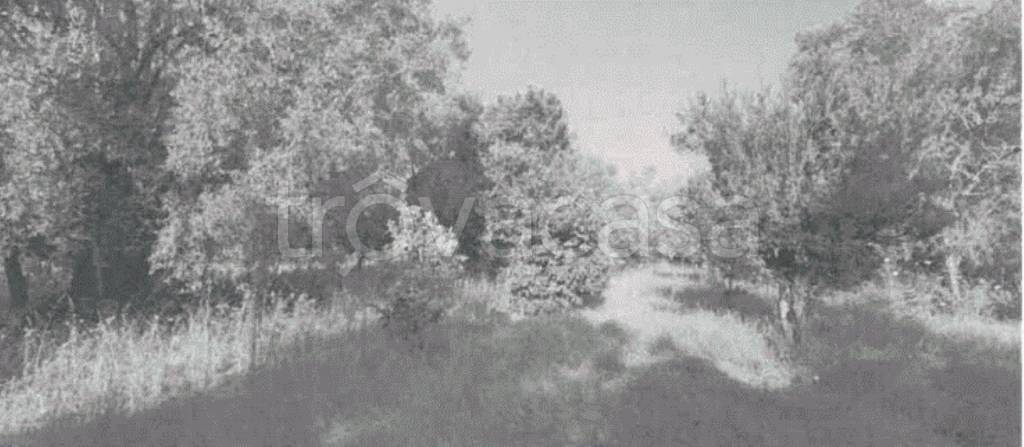 terreno agricolo in vendita a Rizziconi
