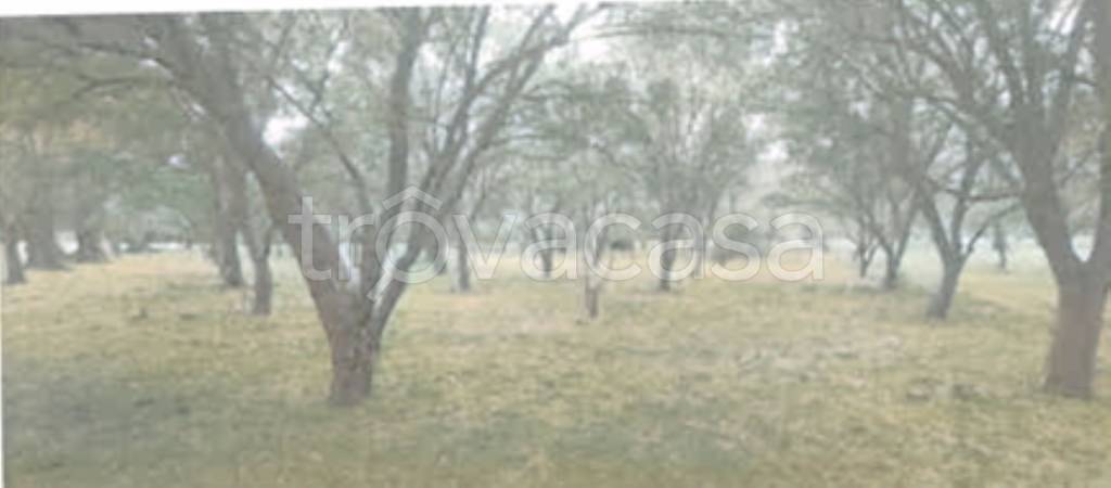 terreno agricolo in vendita a Rizziconi