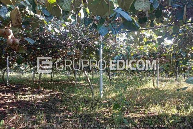 terreno agricolo in vendita a Rizziconi