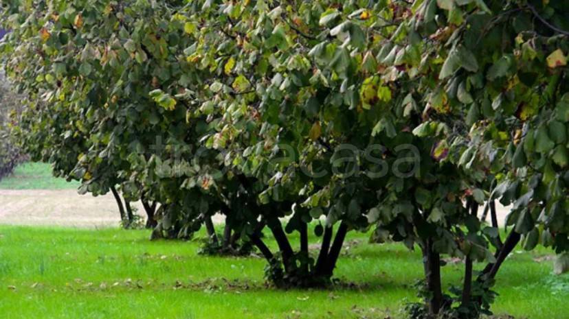 terreno agricolo in vendita ad Asti in zona Revignano