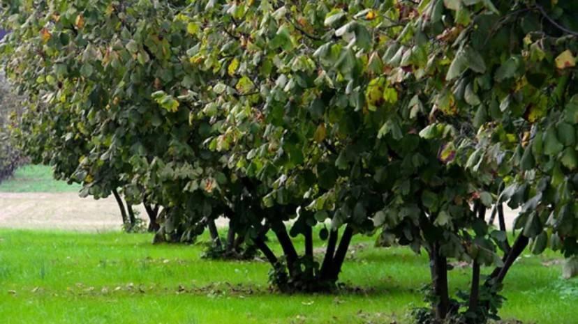 terreno agricolo in vendita ad Asti in zona Ceresa
