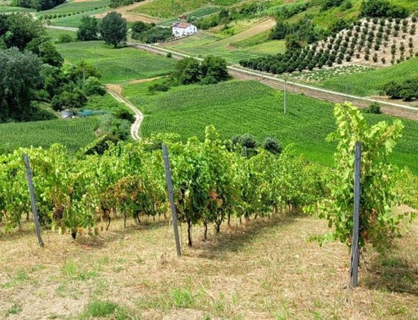 terreno agricolo in vendita ad Asti in zona Mongardino