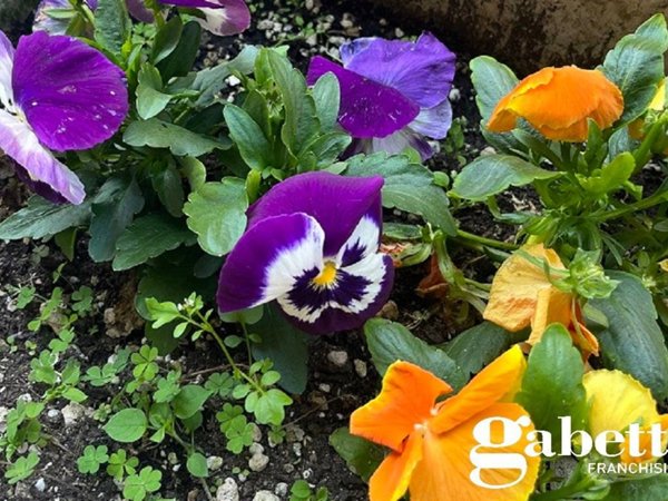 negozio in vendita ad Asti in zona Centro Città