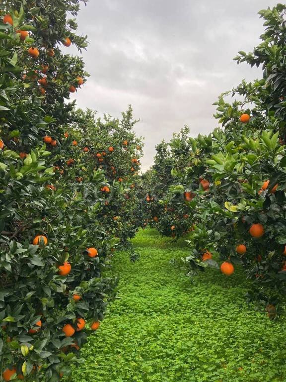 terreno agricolo in vendita a Sant'Ilario dello Ionio