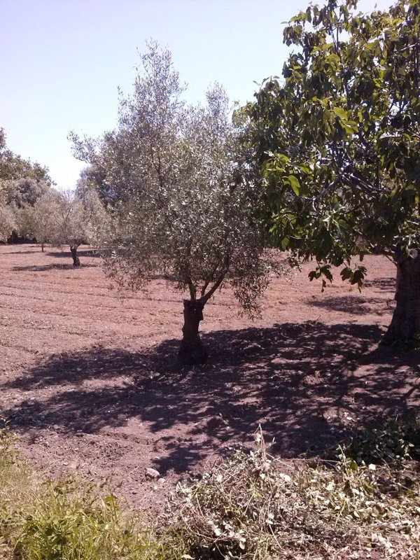 casa indipendente in vendita a Sant'Ilario dello Ionio