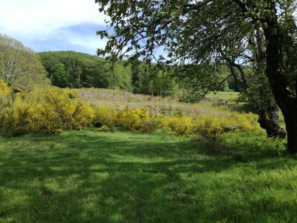 terreno agricolo in vendita a Scilla