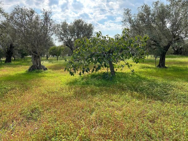 terreno edificabile in vendita a Siderno
