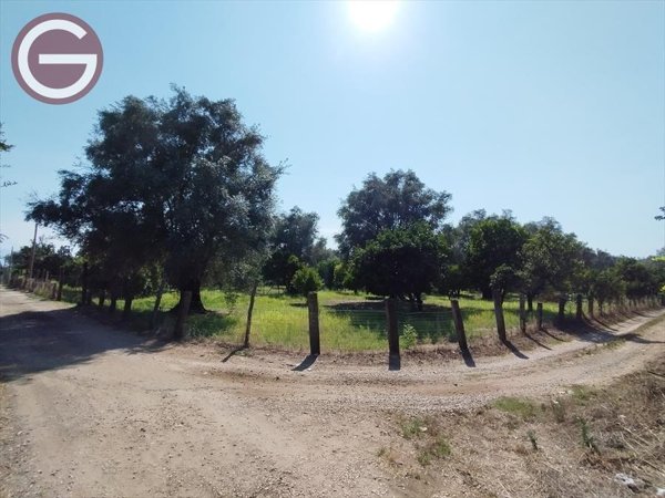 terreno agricolo in vendita a Taurianova