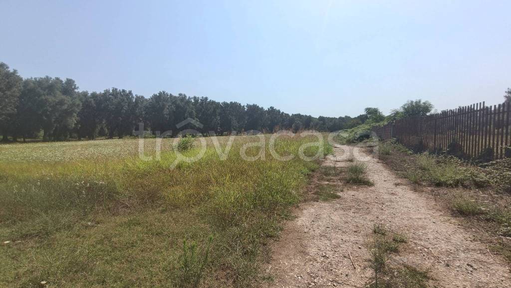 terreno agricolo in vendita a Taurianova in zona Pegara