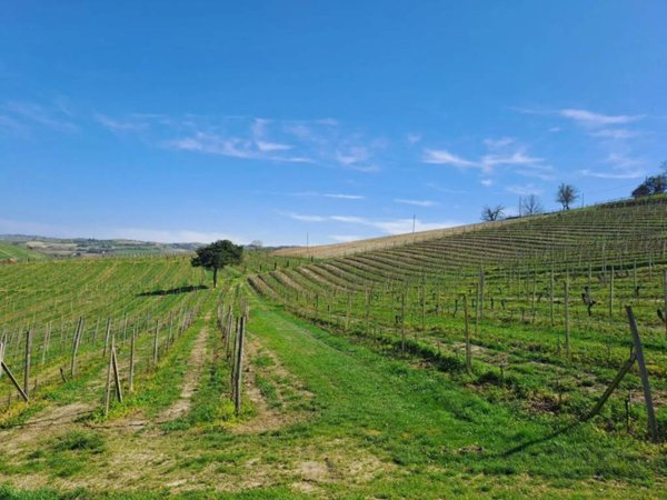 terreno agricolo in vendita a Calamandrana