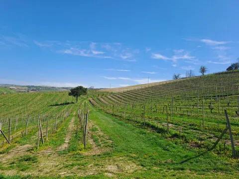 terreno agricolo in vendita a Calamandrana in zona Quartino