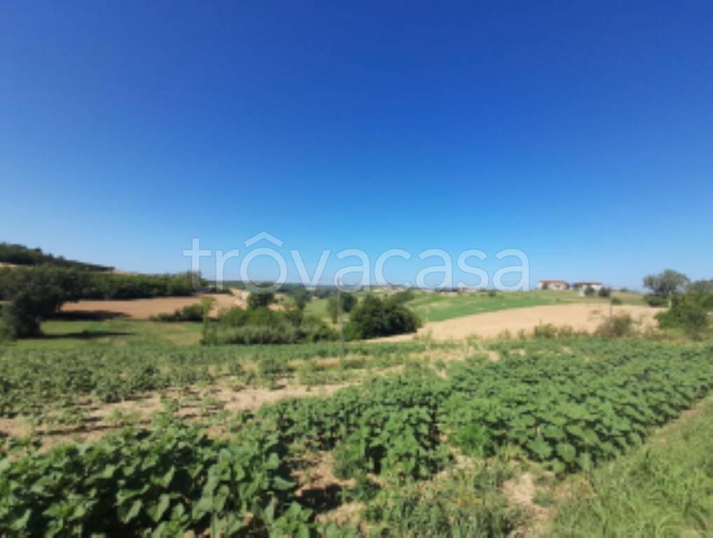 terreno agricolo in vendita a Calliano Monferrato
