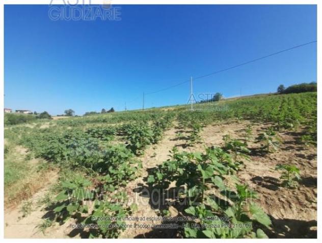 terreno agricolo in vendita a Calliano Monferrato