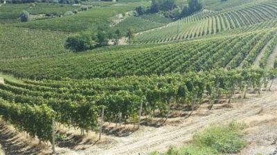 terreno agricolo in vendita a Canelli